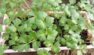 芹菜不移栽的种植方法 芹菜的种植方法